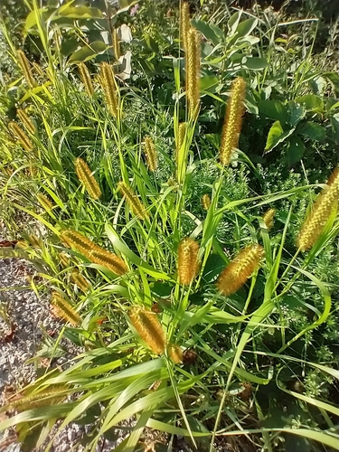 Yellow foxtail (Setaria pumila)
