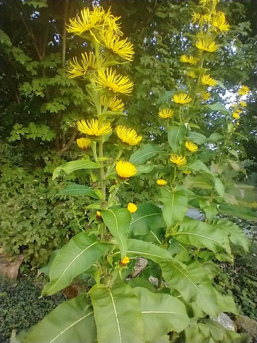 Image of Inula racemosa by (c) Tom Norton, some rights reserved (CC BY)