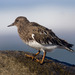 Black Turnstone - Photo (c) dpom, some rights reserved (CC BY-NC), uploaded by Donna Pomeroy