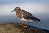 Black Turnstone - Photo (c) Donna Pomeroy, some rights reserved (CC BY-NC), uploaded by Donna Pomeroy