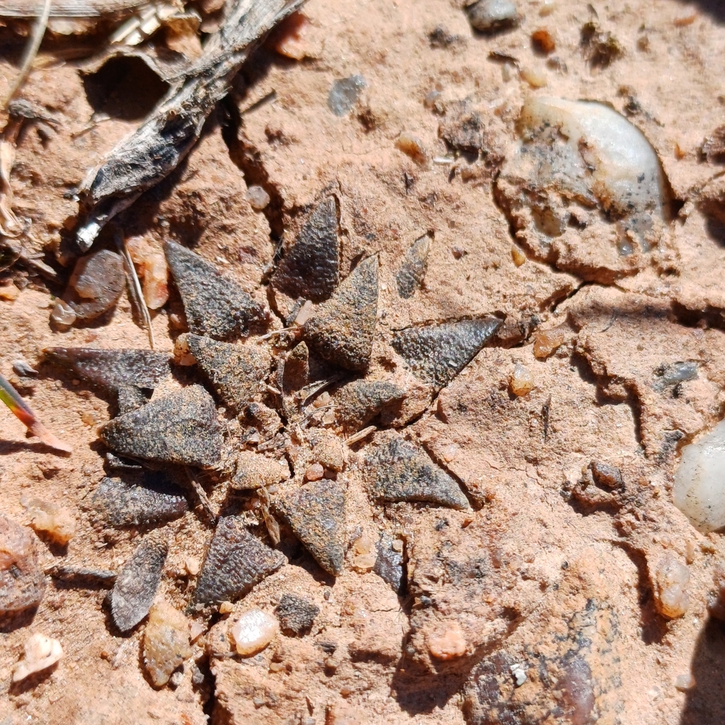 Haworthia parksiana
