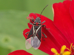 Anochrostomus formosus