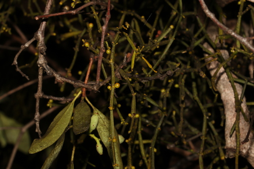 Image of Viscum articulatum by (c) Greg Tasney, some rights reserved (CC BY-SA)