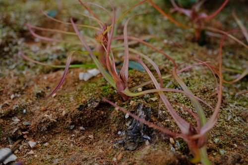Androcymbium henssenianum