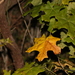 Broad-leaved Bottletree - Photo (c) Greg Tasney, some rights reserved (CC BY-SA), uploaded by Greg Tasney