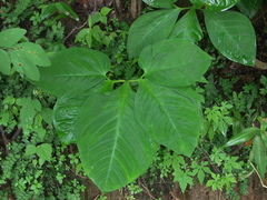 Xanthosoma pentaphyllum