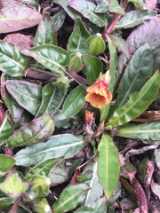 Oenothera epilobiifolia