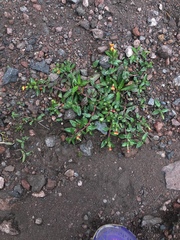 Oenothera epilobiifolia