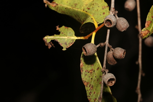 Dallachy's ghost gum (Corymbia dallachiana)