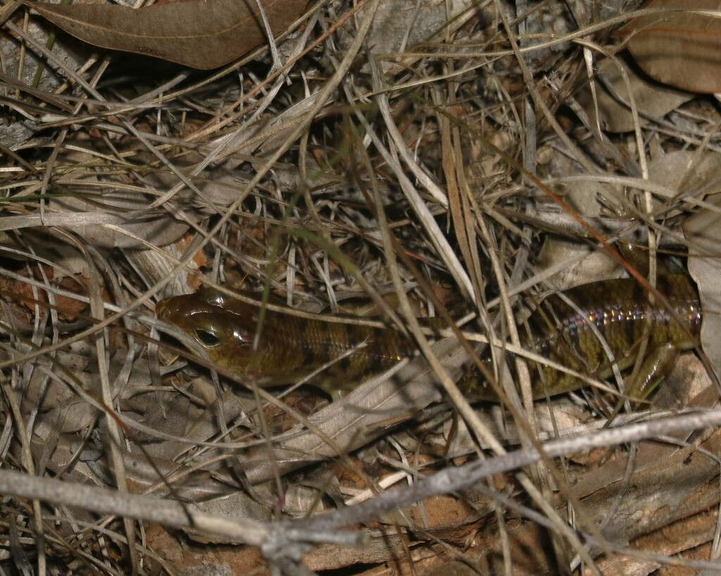 Narrow-banded Sand-swimmer