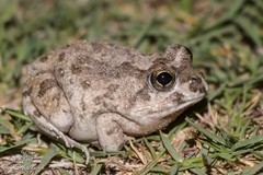 Tomopterna delalandii