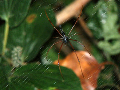 Nephila kuhli