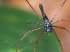 Nephila kuhli
