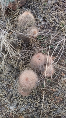 Echinocereus reichenbachii baileyi