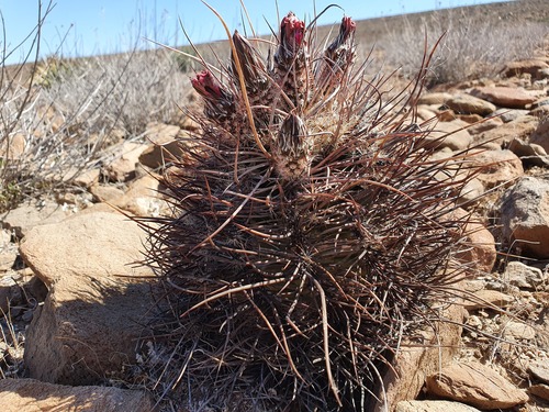 Lindsay's Cactus (Echinocereus lindsayorum)