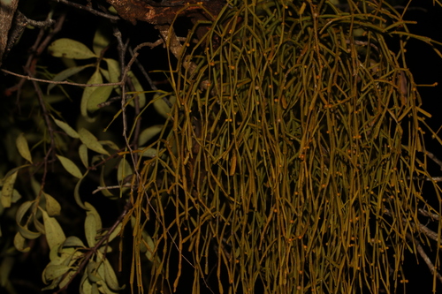 Image of Viscum articulatum by (c) Greg Tasney, some rights reserved (CC BY-SA)