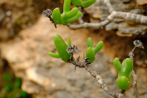 Mitrophyllum abbreviatum (L. Bolus) Schwantes