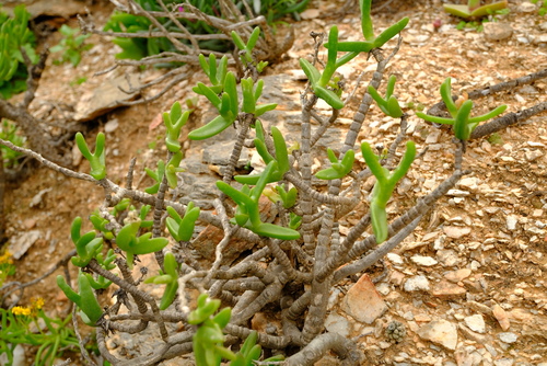 Mitrophyllum abbreviatum (L. Bolus) Schwantes 3