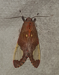 Bertholdia schausiana