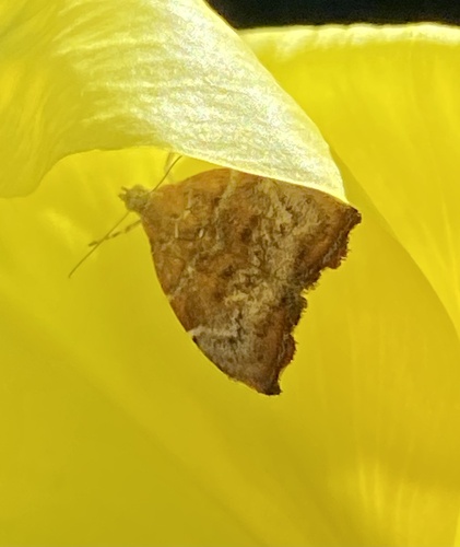 fig-tree skeletonizer moth, Tafelbergweg, Laren, North Holland, NL, photo 6 of 10