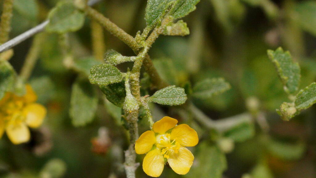 Sida intricata