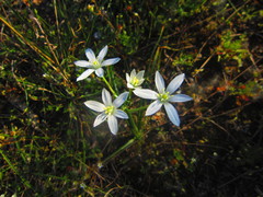 Ornithogalum umbellatum