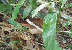 Siproeta epaphus trayja