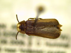 Phausis rhombica
