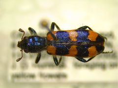 Trichodes nuttalli