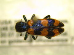 Trichodes nuttalli