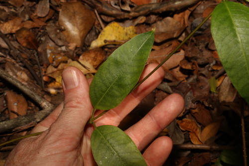 Image of Gymnanthera oblonga by (c) Greg Tasney, some rights reserved (CC BY-SA)
