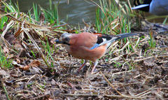 Garrulus glandarius