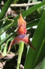 Maxillaria meleagris