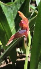 Maxillaria meleagris