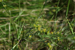 Bupleurum tenuissimum