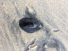 Mytilus californianus