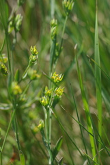 Bupleurum tenuissimum