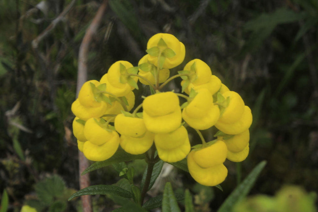 Calceolaria microbefaria