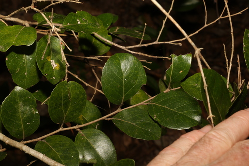 Xylosma ovata, photograph 6