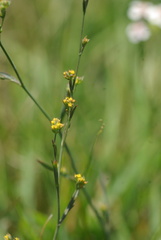 Bupleurum tenuissimum
