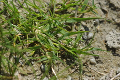 Sporobolus aculeatus