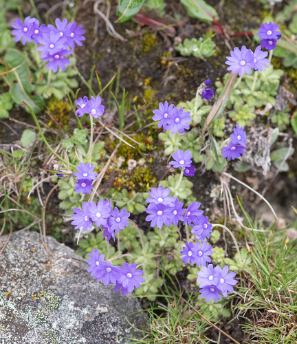 Primula primulina, photograph 4