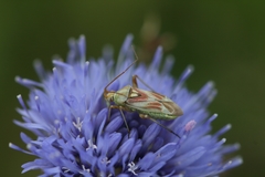 Calocoris roseomaculatus