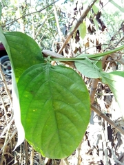 Passiflora quadrangularis image