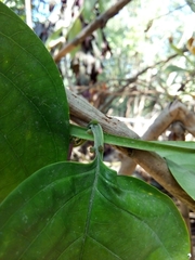 Passiflora quadrangularis