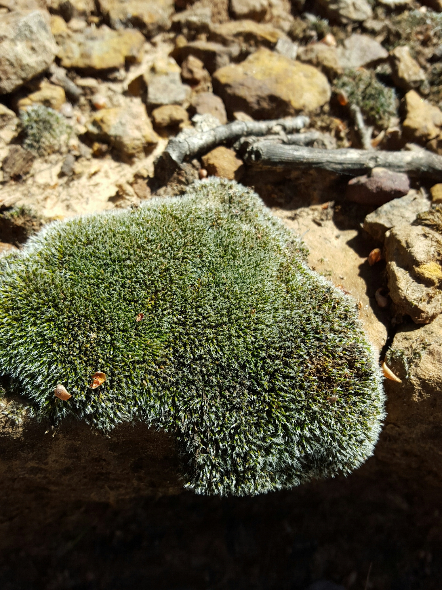Grimmia funalis