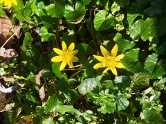 Ficaria verna