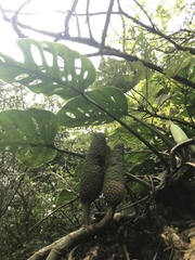 Monstera siltepecana
