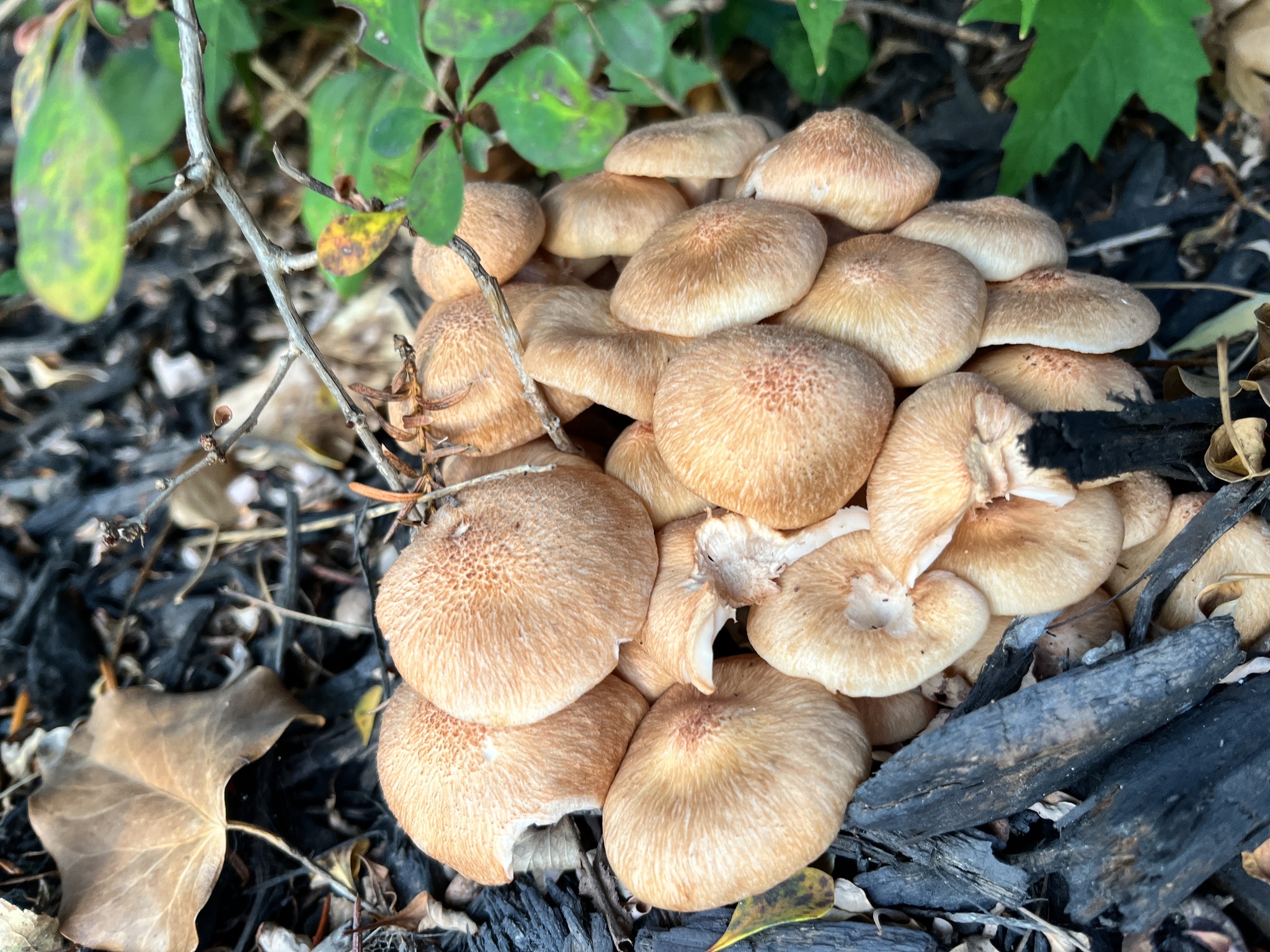 A dense cluster of ringless honey mushrooms on an old stump