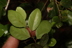 Xylosma ovata, photograph (c) Greg Tasney, some rights reserved (CC BY-SA)